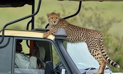 10 days Kenya and Tanzania Safari on Landcruiser