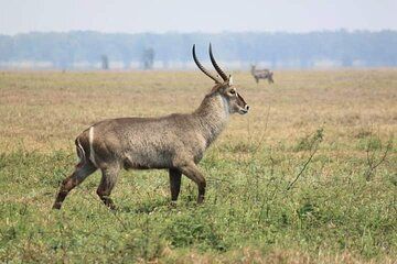 Discover the magic of Safari at Kruger