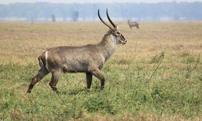 Discover the magic of Safari at Kruger