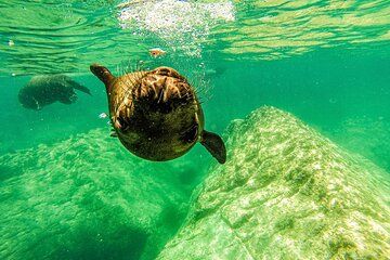 Private - snorkel with Sea Lions in Espíritu Santo