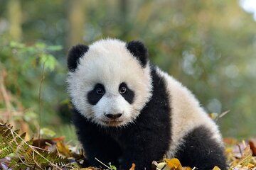 Chengdu Giant Panda Base Ticket