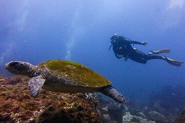 Double Dive to South Solitary Island Coffs Harbour