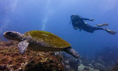 Double Dive to South Solitary Island Coffs Harbour