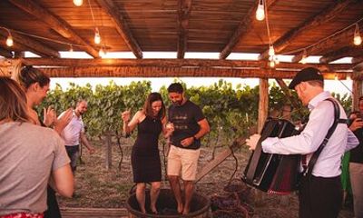 Harvest Evening - Grape Pisa at Vinhos Cristofoli