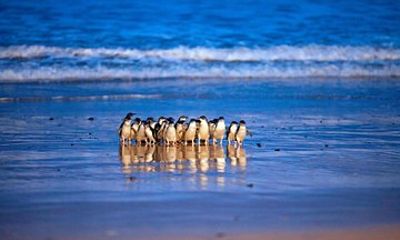 Phillip Island Penguin Parade and Churchill Island Farm Bus Tour