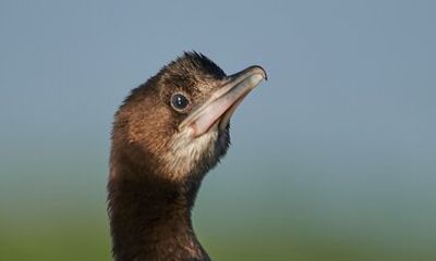 Bird Watching and Photography Private Tour near Constanta