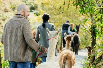Guided Scenic Alpaca Trekking Experience Northern Ireland