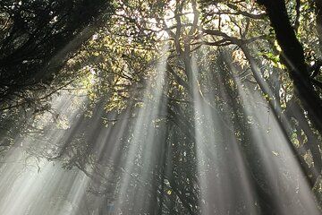 Tenerife: Hiking Tour in Anaga Mountains and Enchanted Forest