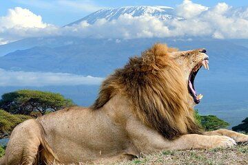 2 Days 1 Night Safari Amboseli National Park