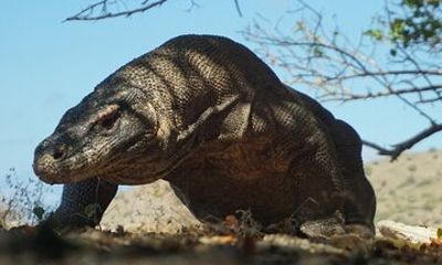 One Day Trip Komodo National Park Using Eastcruise Speed Boat