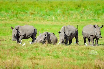 2 Days Akagera National Park Safari