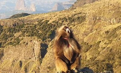 2 Nights 3 Days Trek to Semien Mountain