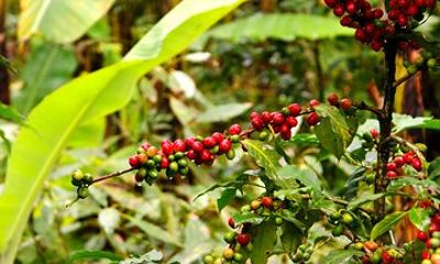 2 Days Private Food Tour in Coscomatepec Mexico