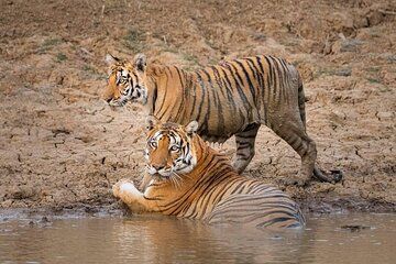 Panna National Park and Tiger Reserve Jeep Safari from Khajuraho