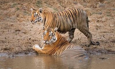 Panna National Park and Tiger Reserve Jeep Safari from Khajuraho