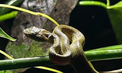 La Carpintera Night Tour San Jose Hidden Nocturnal Wildlife