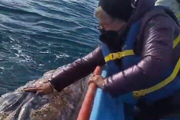 Gray Whale Sighting in López Mateos