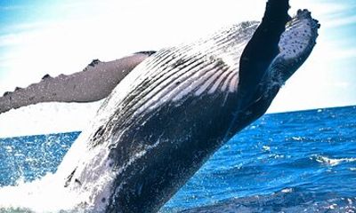 Catamaran Whale Watching Adventure at the Hilton Hawaiian Village