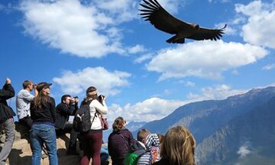 Full day at Colca Canyon from Arequipa