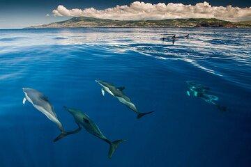 Private: Swimming with Dolphins + Snorkeling