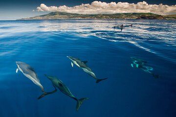 Terceira | Private: Swimming with Dolphins + Snorkeling