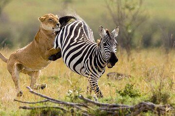 Explore Amboseli National Park Private Day Tour from Nairobi