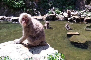 Bike Rentals in Nagano to Explore Snow Monkey Park.