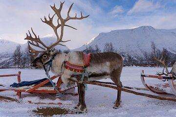 Reindeer Sledding and Feeding with Sami Culture