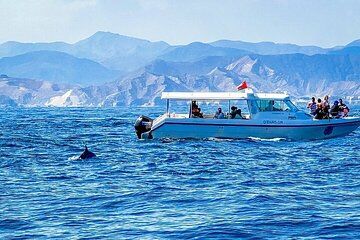 2 Hour Dolphin Watching Amazing Experience in Muscat