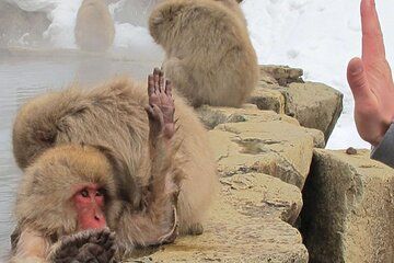 Snow Monkey and Shibu Onsen Afternoon Group Tour from Myoko Kogen
