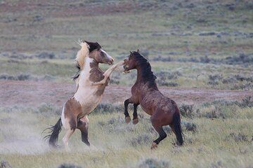 Wild Mustang Half Day Tour - Cody Wyoming - Private
