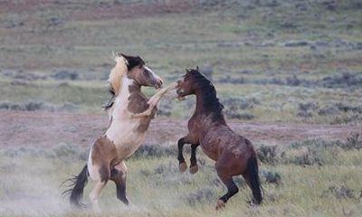 Wild Mustang Half Day Tour - Cody Wyoming - Private