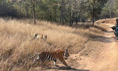 Private tiger watching in Panna National Park of Khajuraho