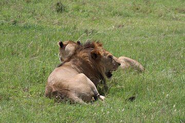3 Day Safari in Serengeti National Park