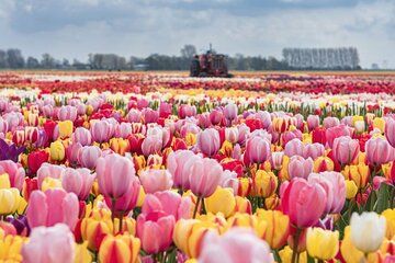 Private Tour to Tulips Keukenhof Windmills and Cheese Farm
