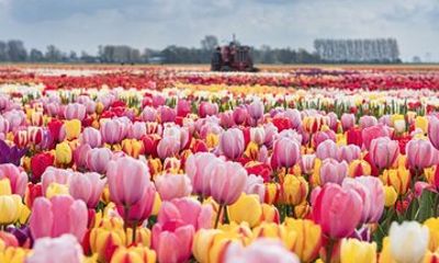 Private Tour to Tulips Keukenhof Windmills and Cheese Farm