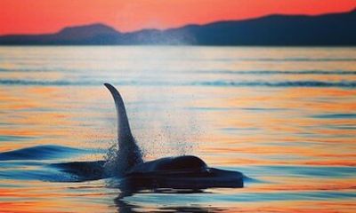 Parksville Sunset Whale and Wildlife Adventure