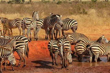 Tsavo National Park East Tour by Minivan