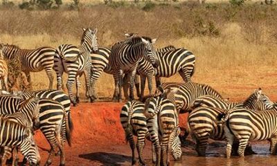 Tsavo National Park East Tour by Minivan