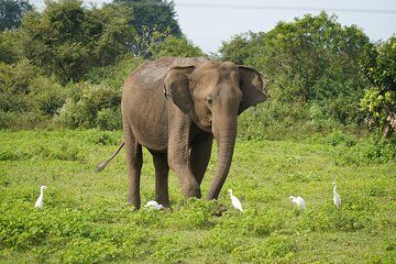 Udawalawe Safari and Galle Day Tour