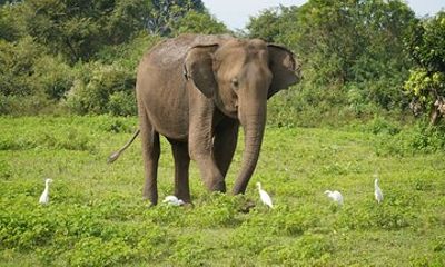 Udawalawe Safari and Galle Day Tour