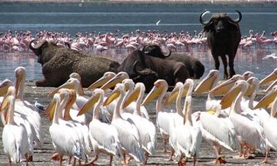 Lake Nakuru Private 4x4 Safari with Optional Boat Ride