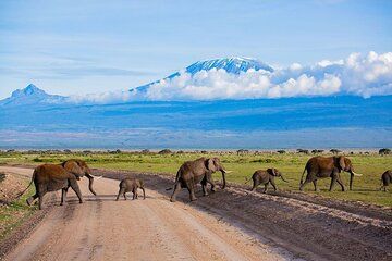 2 Nights 3 Days Amboseli Safari Experience