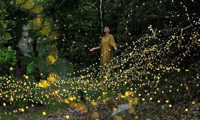 Iriomote Island Yaeyama Firefly Guided Night Tour March to May