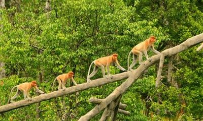 Klias Rivercruise Proboscis Monkey and Fireflies
