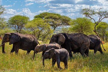 Tarangire Serengeti and Ngorongoro 4 Day Tour