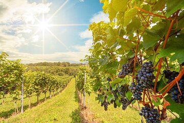 Barossa Valley Wine And Gourmet Bliss Adelaide Private Shore Tour