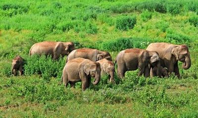 All Inclusive Saranda Forest 4 Days Tour From Bhubaneswar