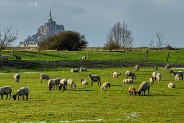 Mont-Saint-Michel Tour from Rennes - Private Driver