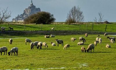 Mont-Saint-Michel Tour from Rennes - Private Driver